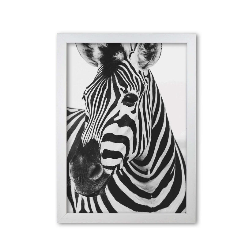 Black and white zebra modern fine art print