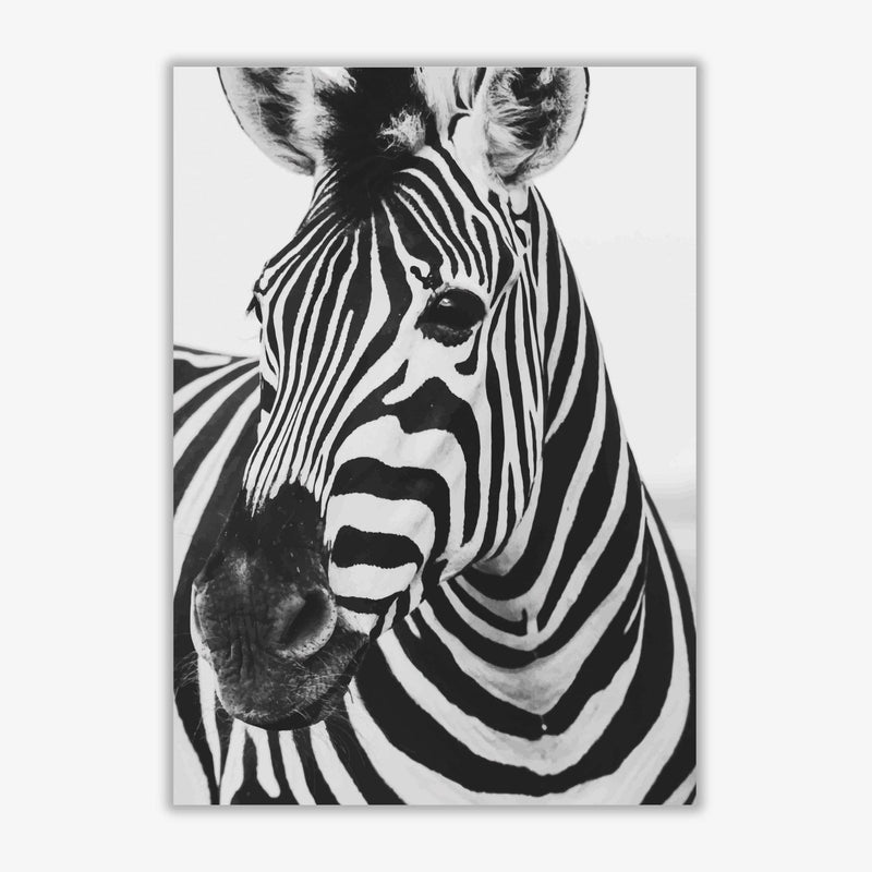 Black and white zebra modern fine art print