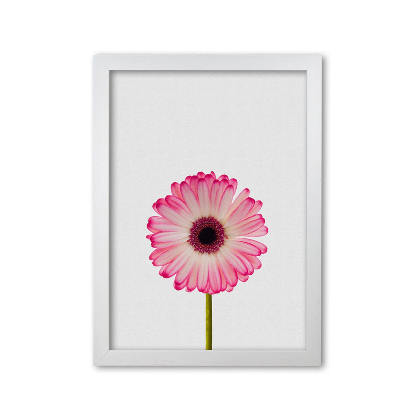 Daisy still life fine art print by orara studio, framed botanical &