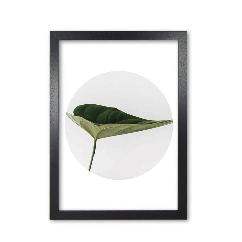 Doc leaf modern fine art print, framed botanical &