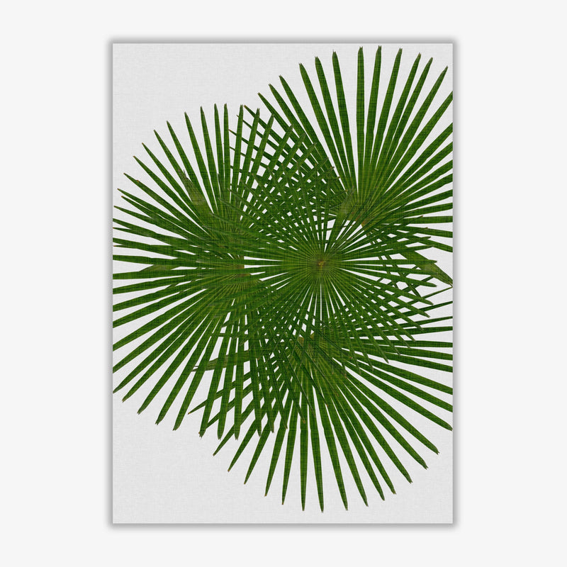 Fan palm fine art print by orara studio, framed botanical &