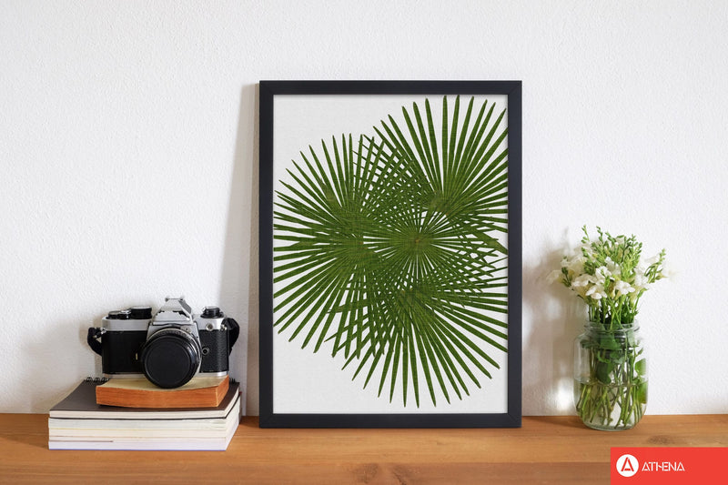 Fan palm fine art print by orara studio, framed botanical &