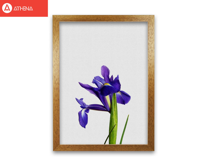 Iris still life fine art print by orara studio, framed botanical &