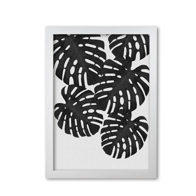 Monstera black &