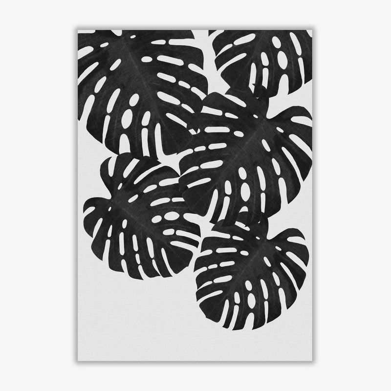 Monstera black &