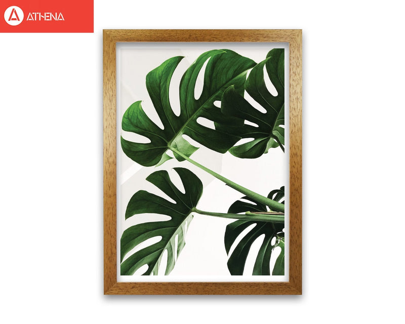 Monstera leaf modern fine art print, framed botanical &