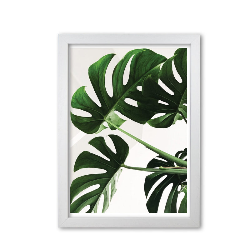 Monstera leaf modern fine art print, framed botanical &