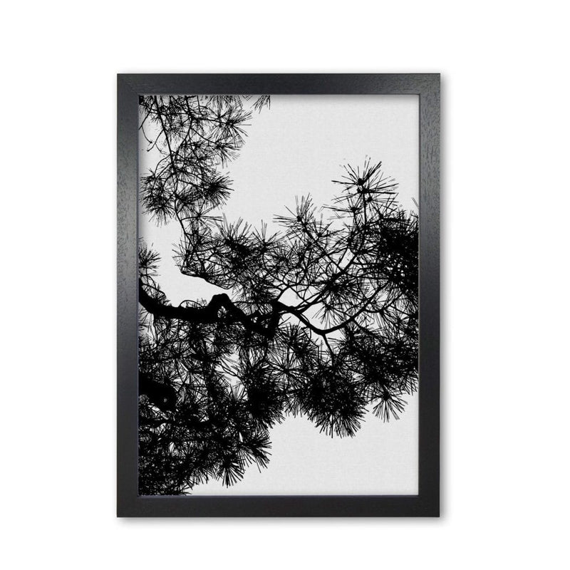 Pine tree black &