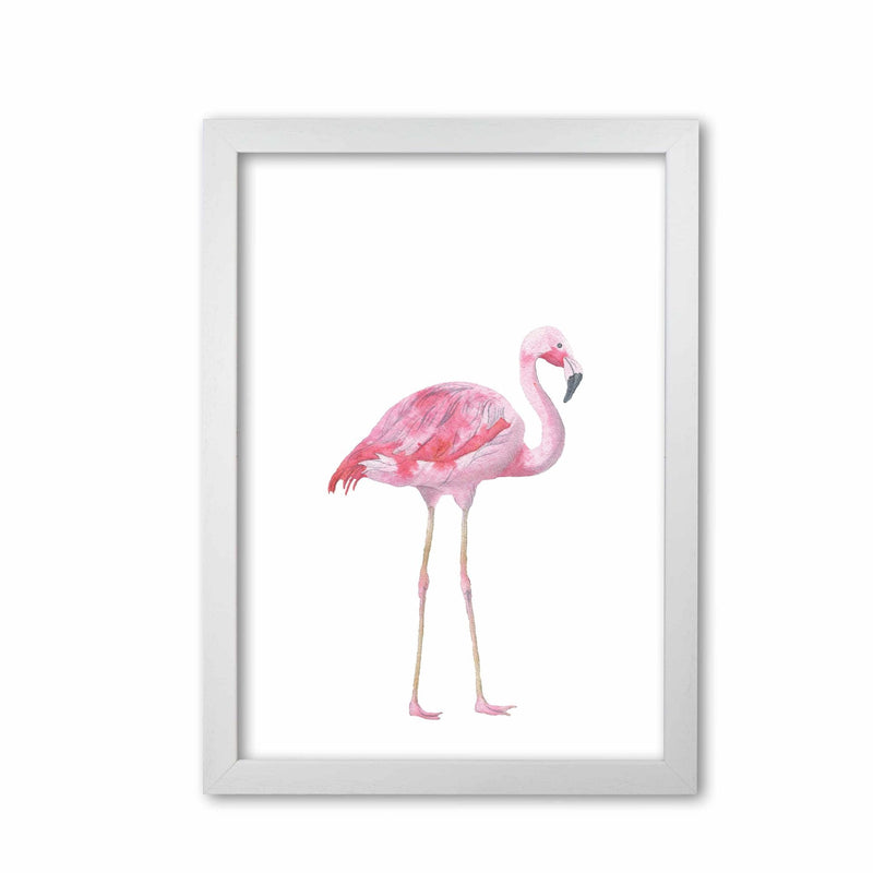 Pink flamingo modern fine art print