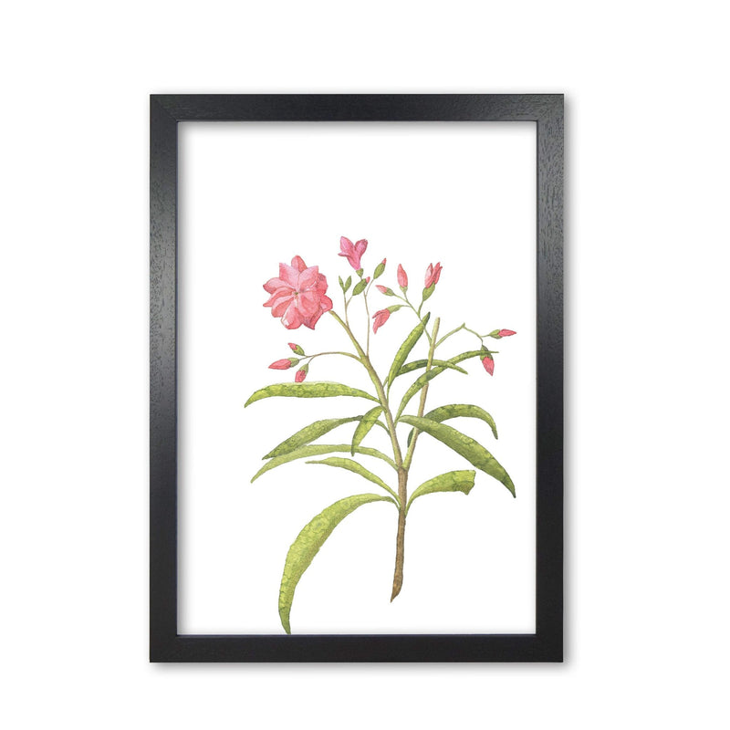 Pink flower modern fine art print, framed botanical &