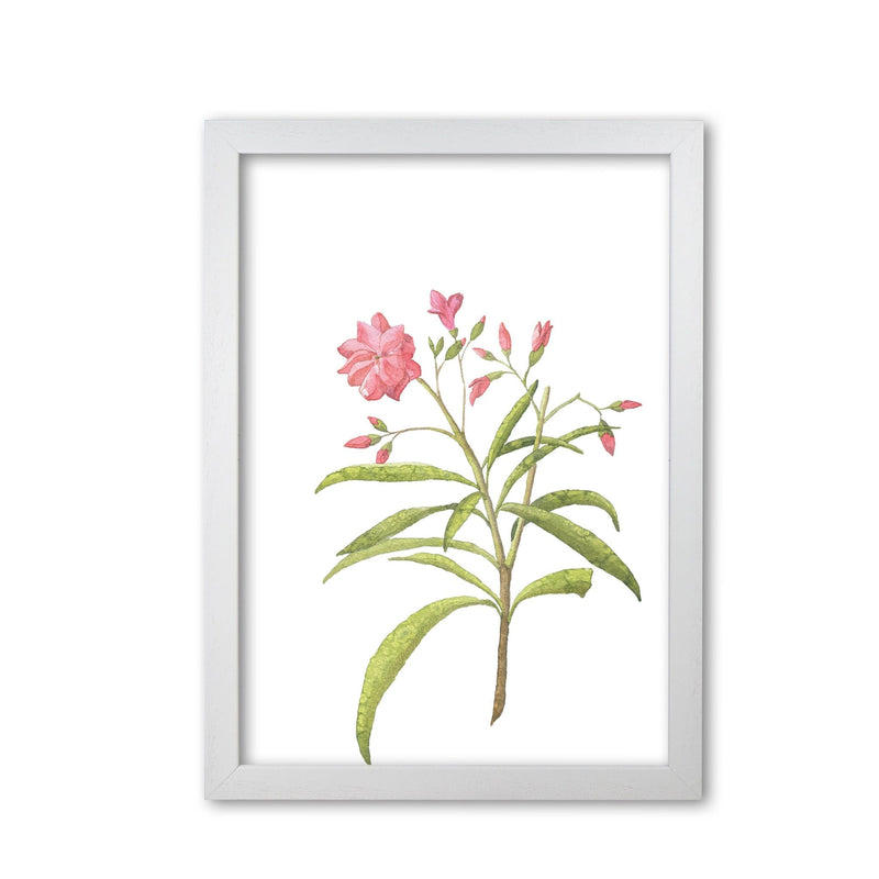Pink flower modern fine art print, framed botanical &