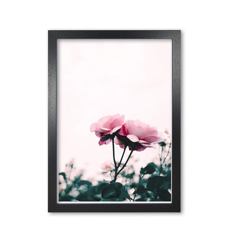 Pink rose modern fine art print, framed botanical &