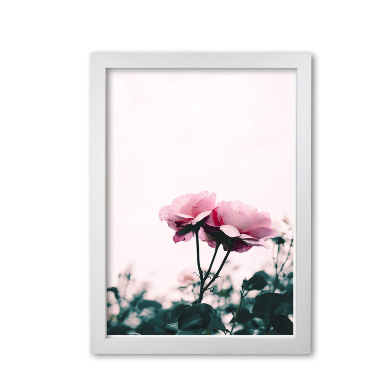 Pink rose modern fine art print, framed botanical &