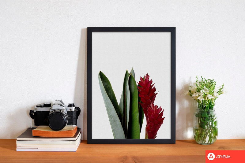 Red flower fine art print by orara studio, framed botanical &
