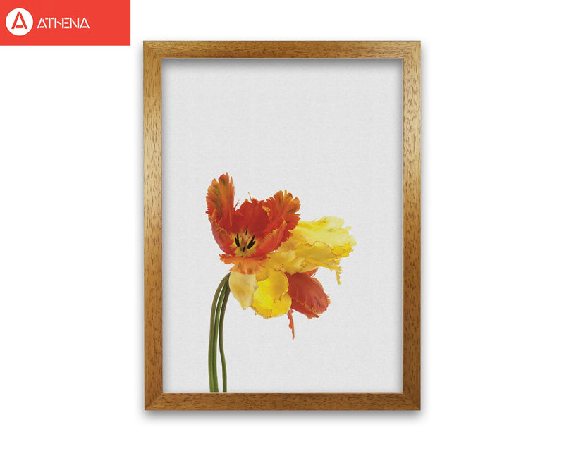 Tulip still life fine art print by orara studio, framed botanical &