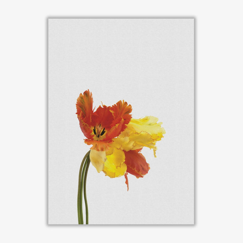 Tulip still life fine art print by orara studio, framed botanical &